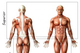 Treinamento de Noções Básicas de Anatomia